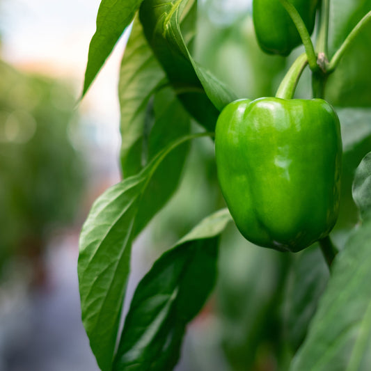 Semillas de pimiento dulce y morrón