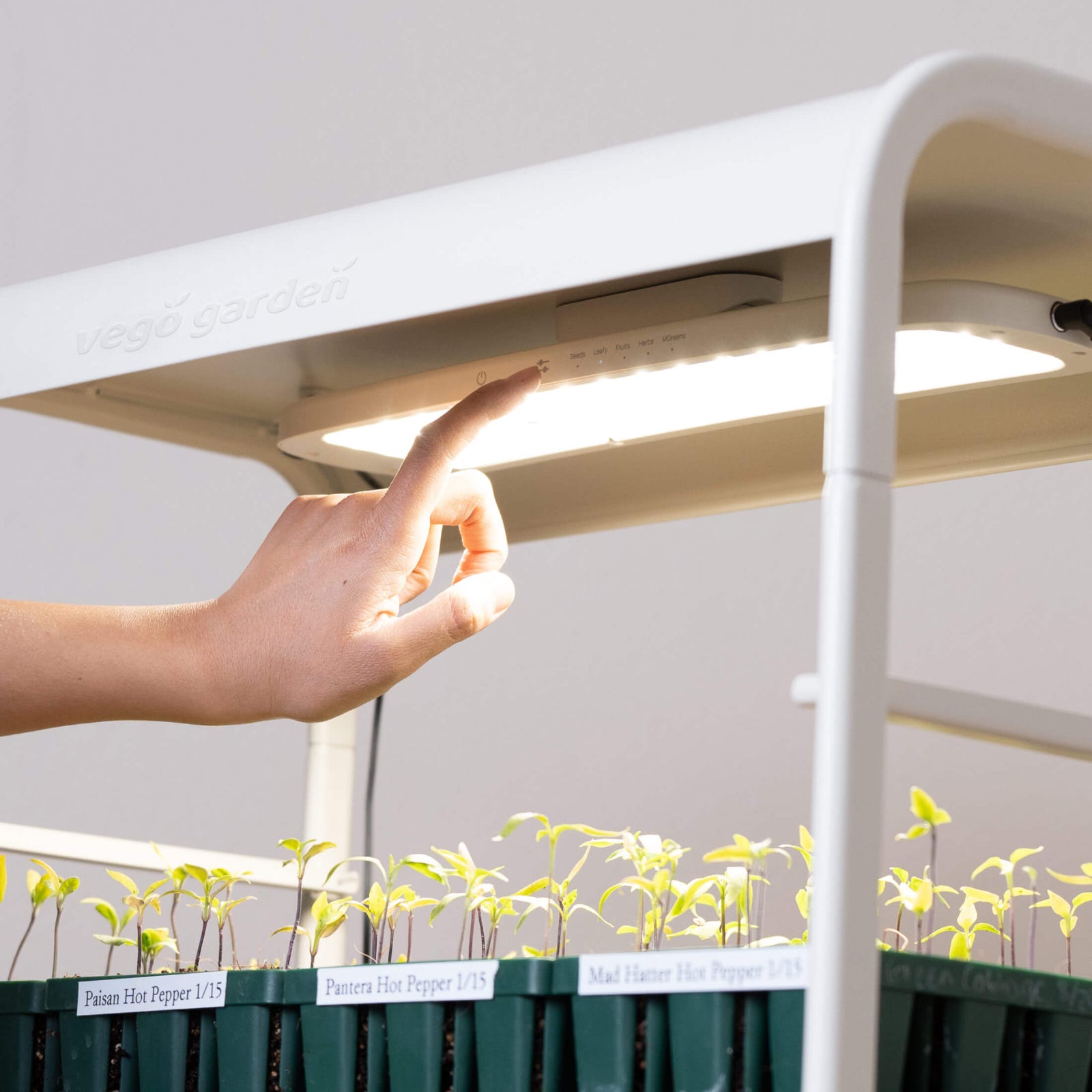 Person adjusting the grow light over seedlings growing indoors.