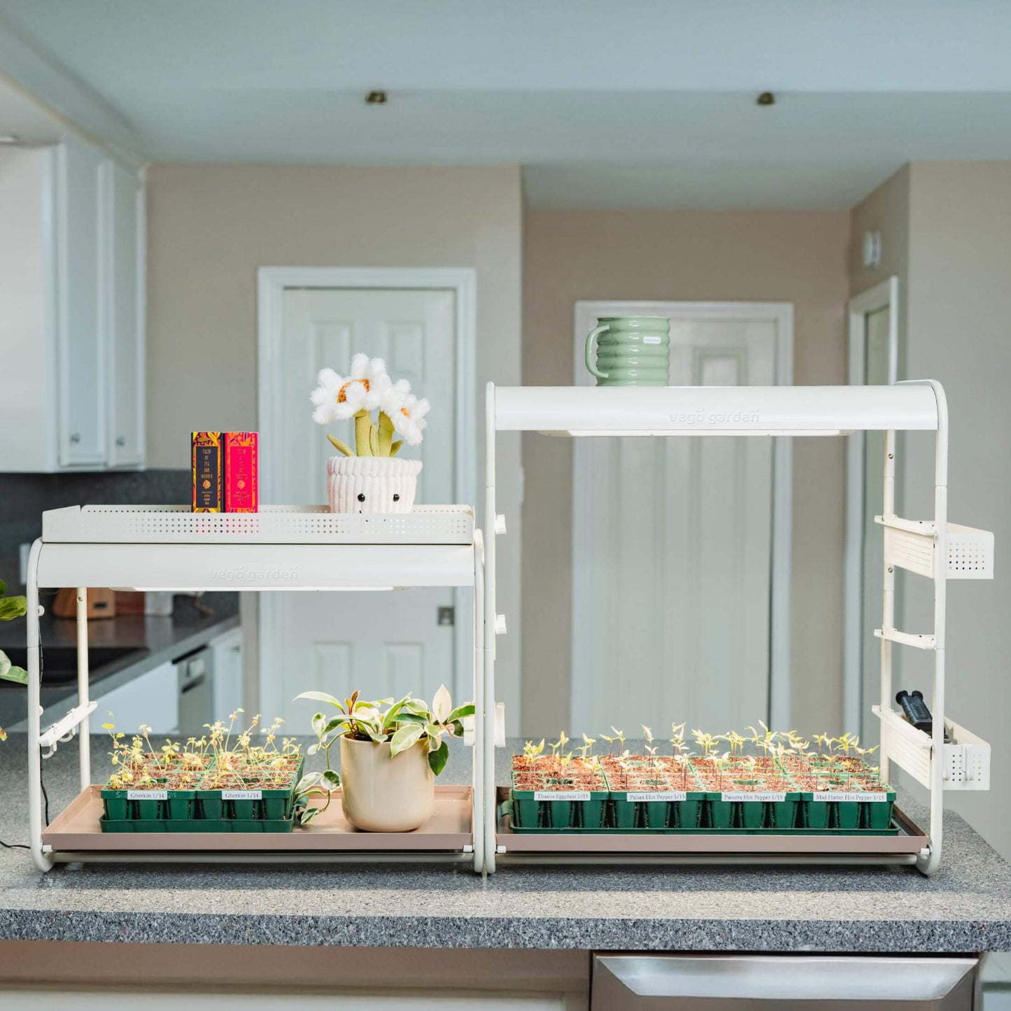 Two Tabletop Indoor Grow Lights with pepper seedlings on a kitchen counter.