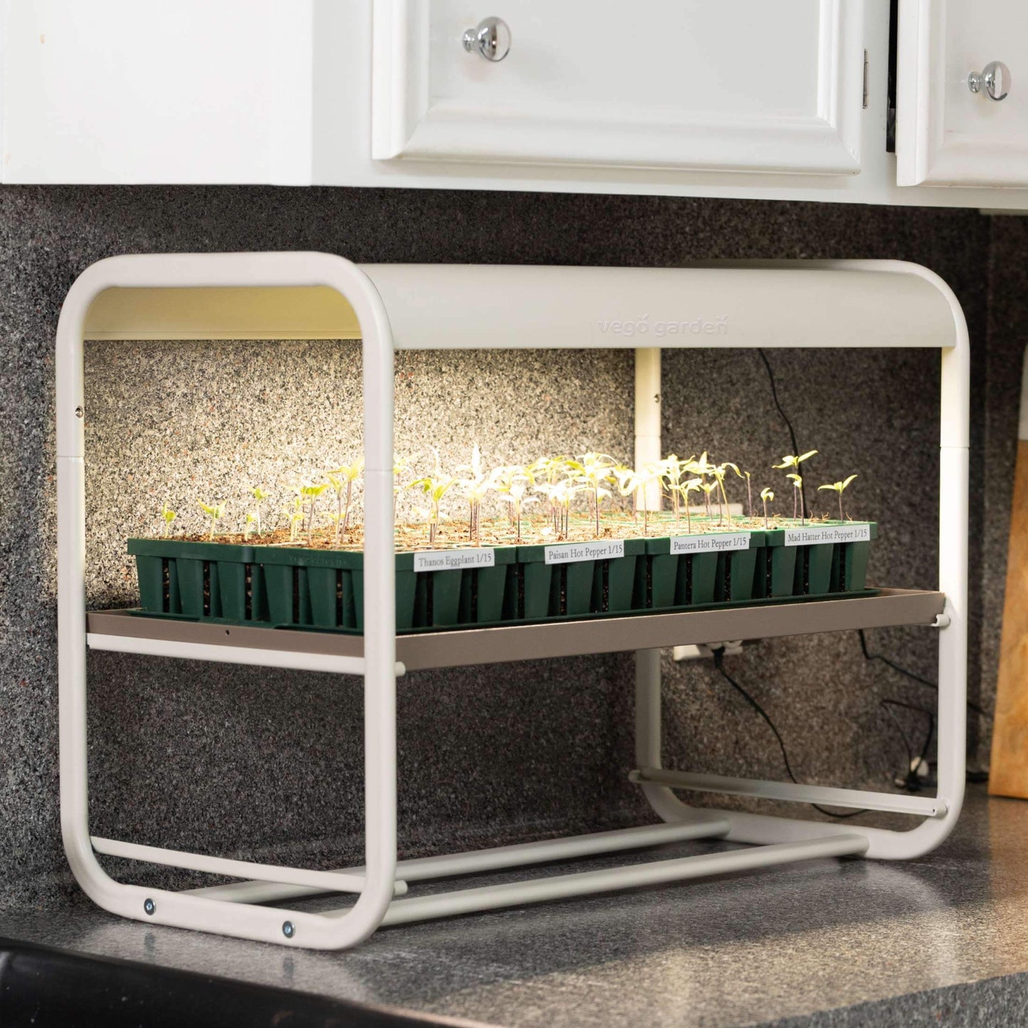 1 Tier Tabletop Indoor Grow Light with seedlings with tray on second level on a kitchen counter.