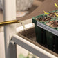 Pepper seedlings under the tabletop indoor grow light, being bottom watered in the tray.