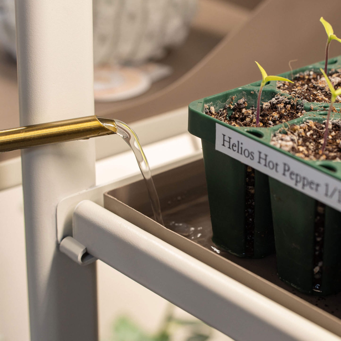 Pepper seedlings under the tabletop indoor grow light, being bottom watered in the tray.