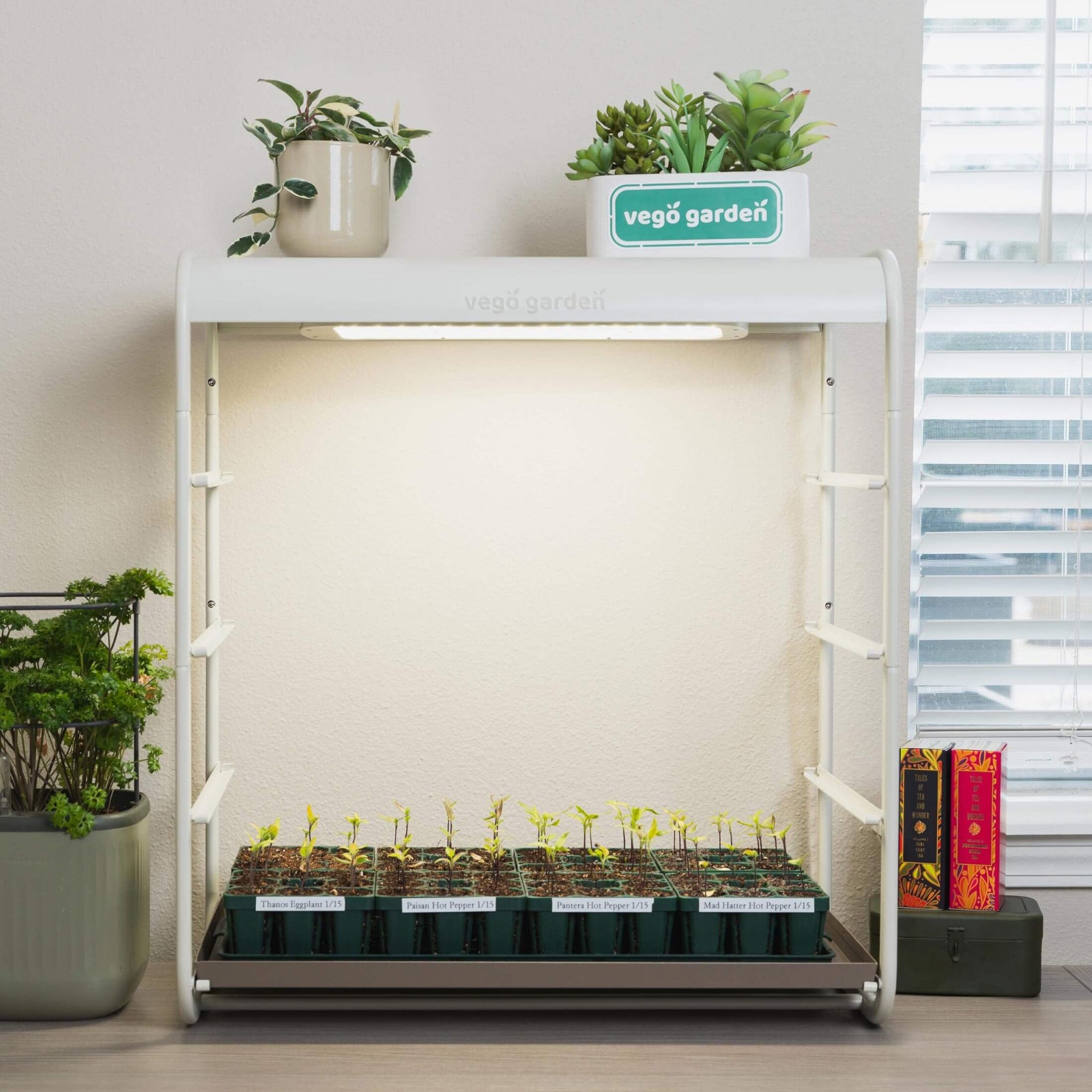 1 Tier Tabletop Indoor Grow Light with seedlings in the tray on a kitchen counter next to a window. 