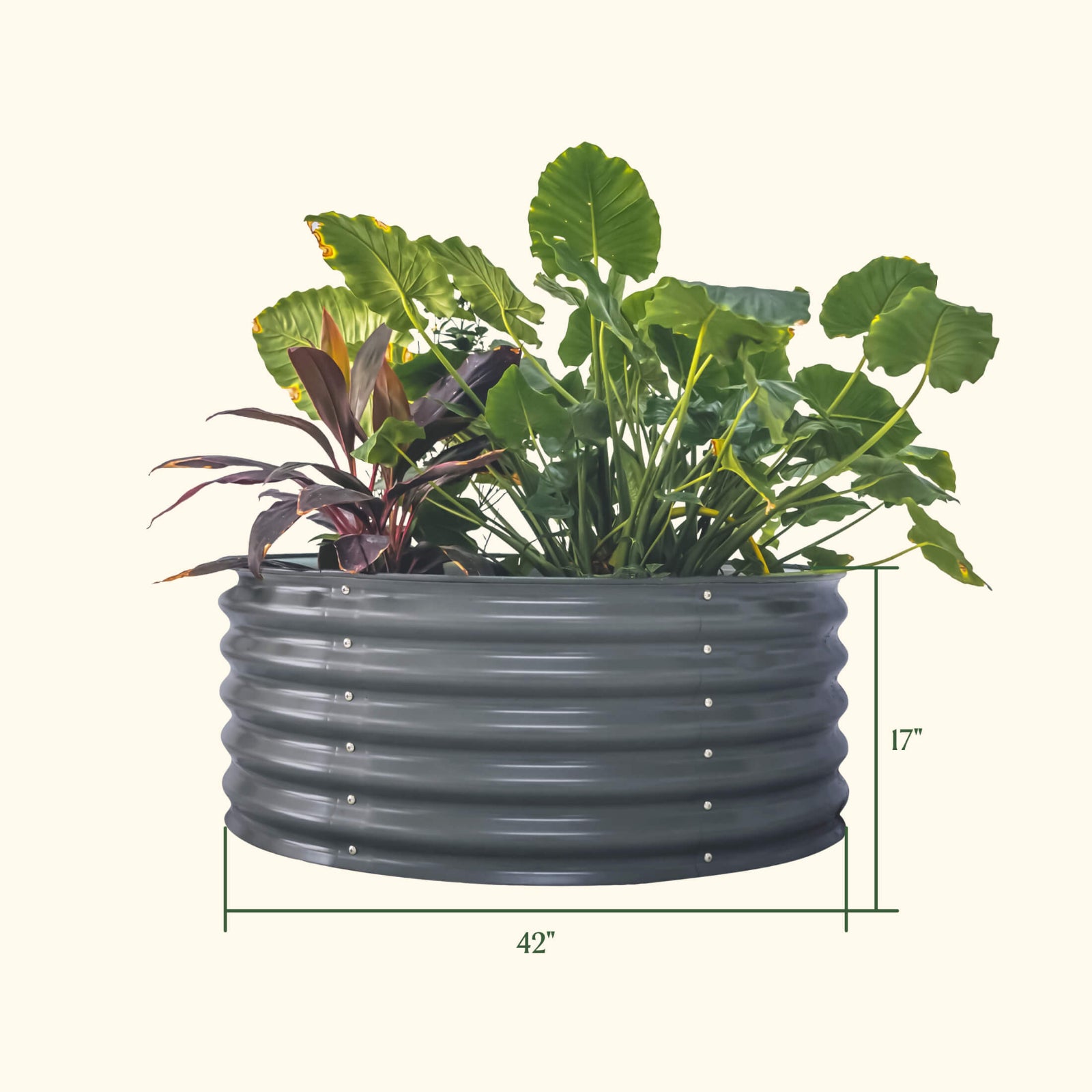 Modern gray 42 inch round metal planter with plants and dimensions on a white background.

Dimensions are 42 inches wide by 17 inches tall.