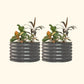 Two Modern Gray berry garden raised beds with colorful flowers and plants on a white background.