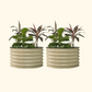 Two Pearl White berry garden raised beds with colorful flowers and plants on a white background.