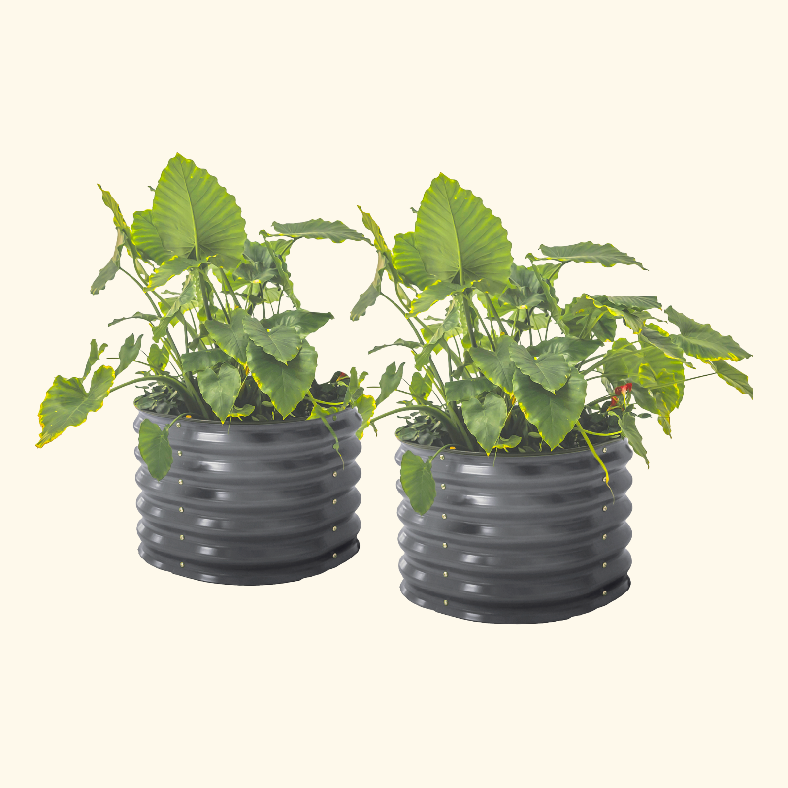 Two modern gray 17 inch tall garden bed that is 24 inches wide with colorful plants on a white background.