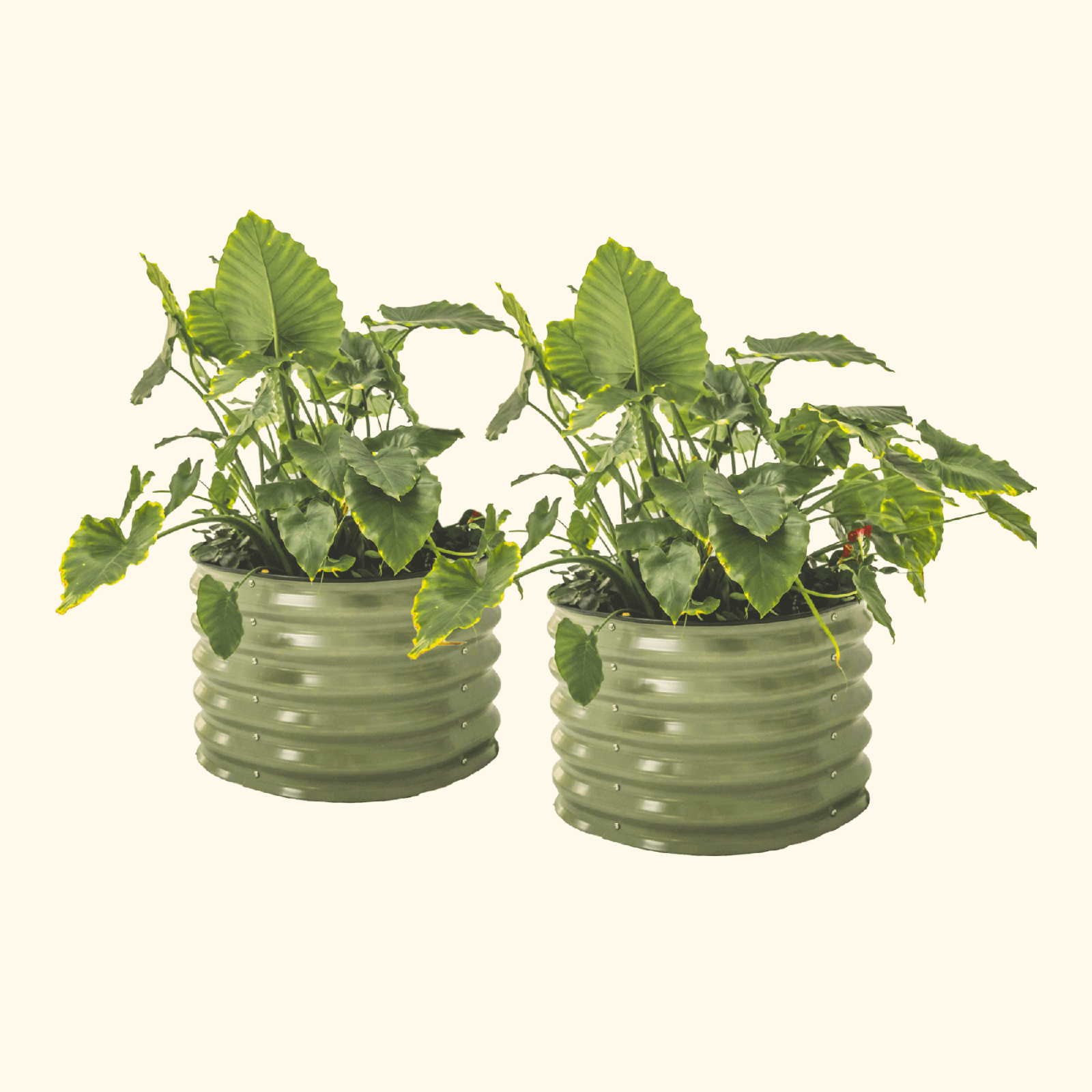 Two olive green 17 inch tall garden bed that is 24 inches wide with colorful plants on a white background.