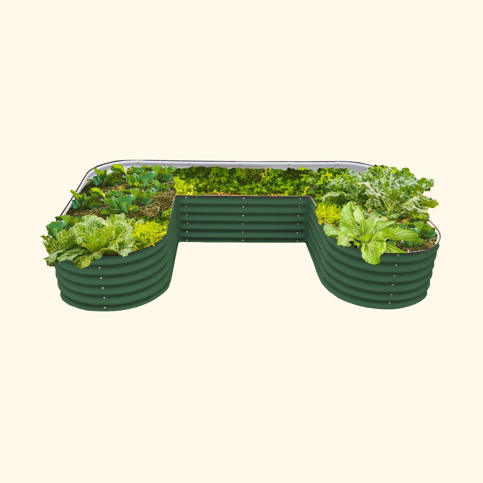 British Green U-Shaped modern raised garden bed with colorful flowers and plants on a white background.