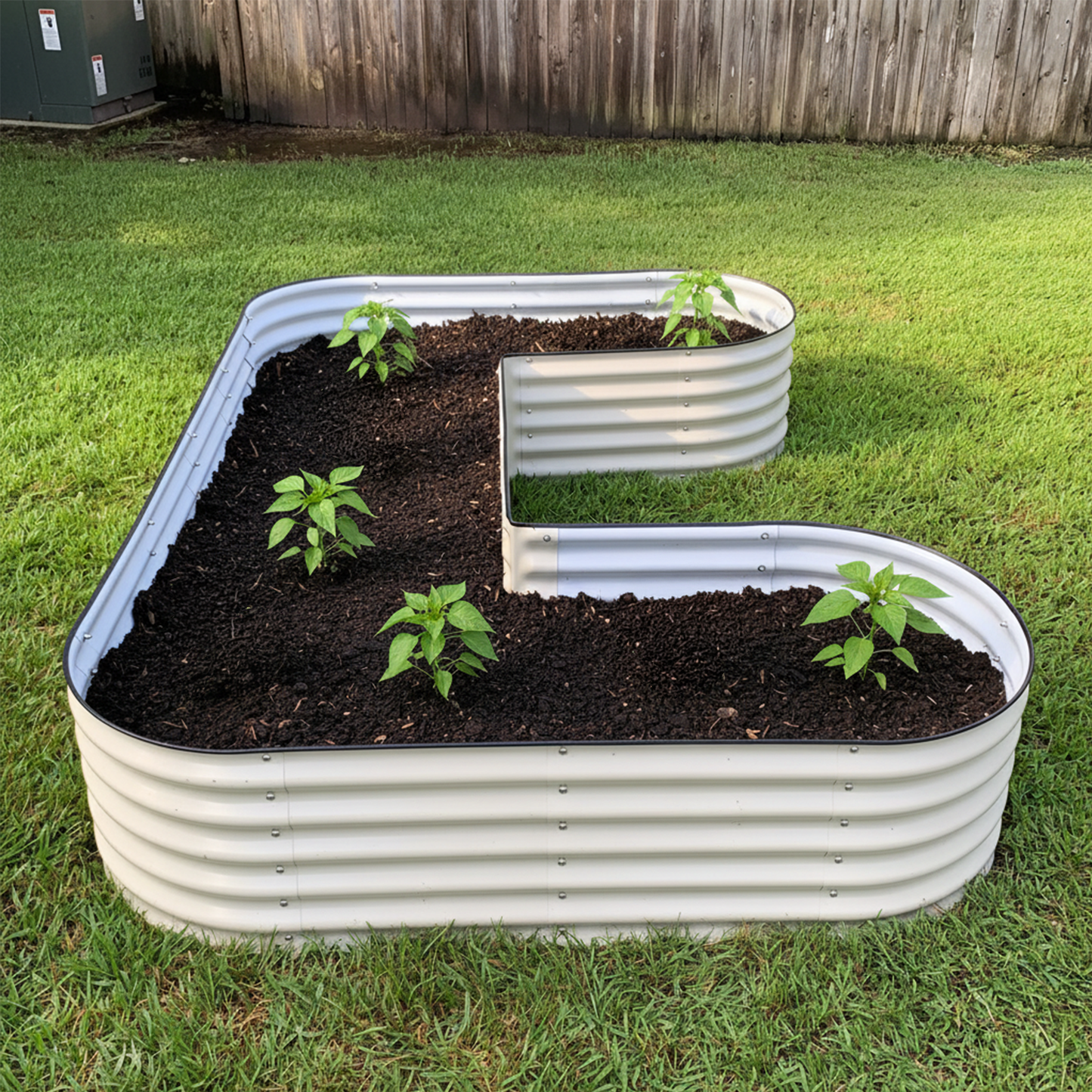Image of the pearl white U-shaped metal raised garden bed with soil and five young pepper plants growing in a backyard. 
