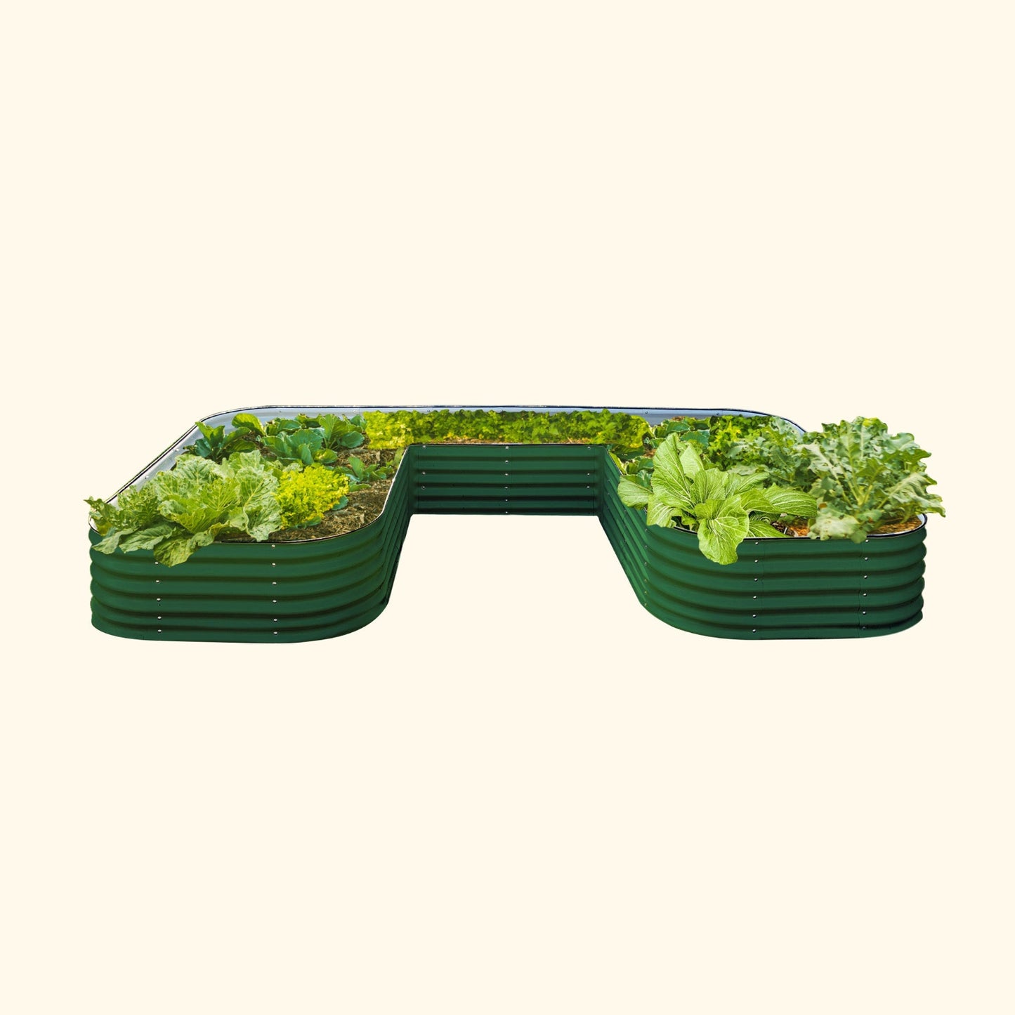 British Green U-Shaped modern raised garden bed jumbo size with colorful flowers and plants on a white background.