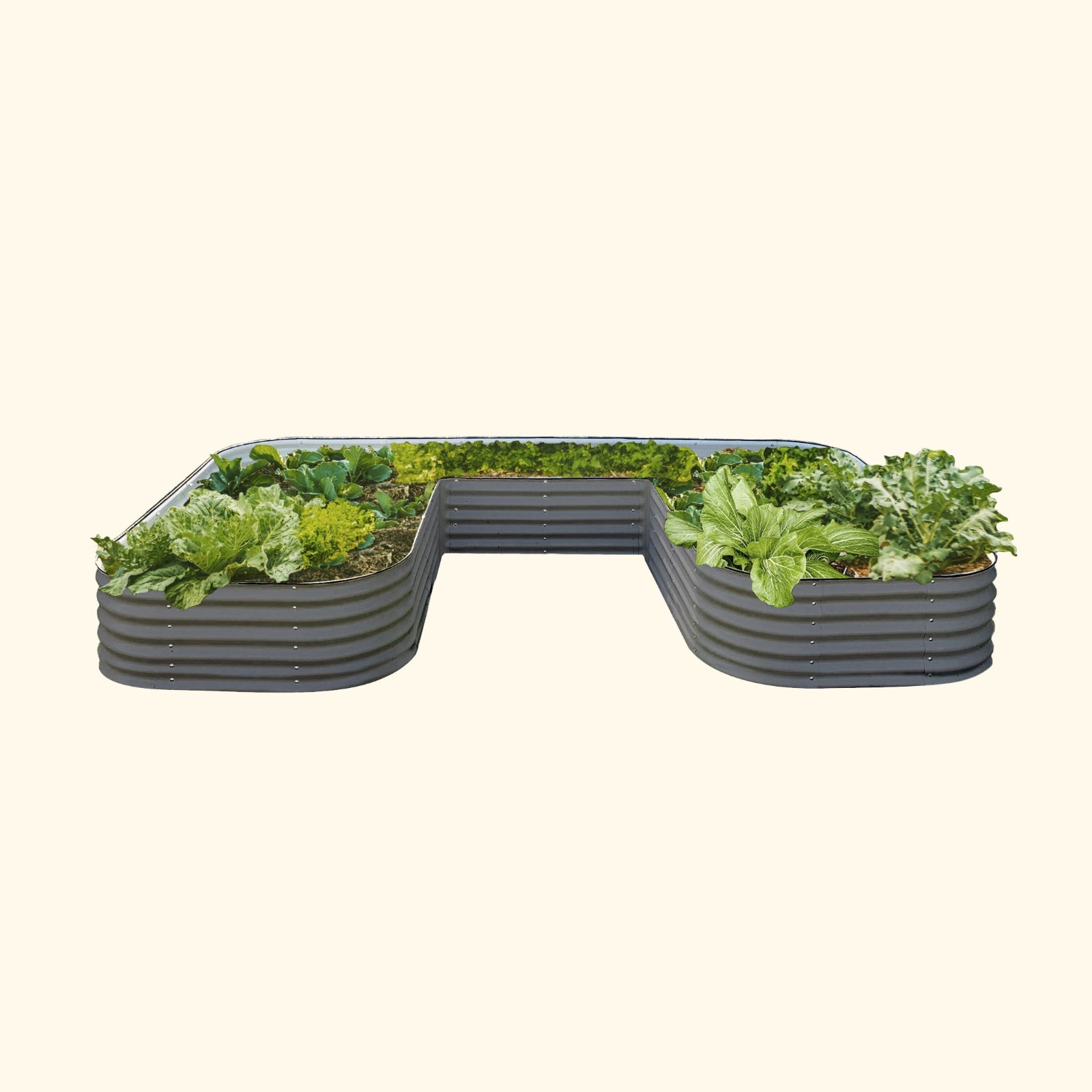 Modern Gray U-Shaped modern raised garden bed jumbo size with colorful flowers and plants on a white background.