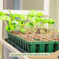 1020 seedling trays with young plants  shown sitting on one of the shelves of the 2 Tier Grow Light Garden.