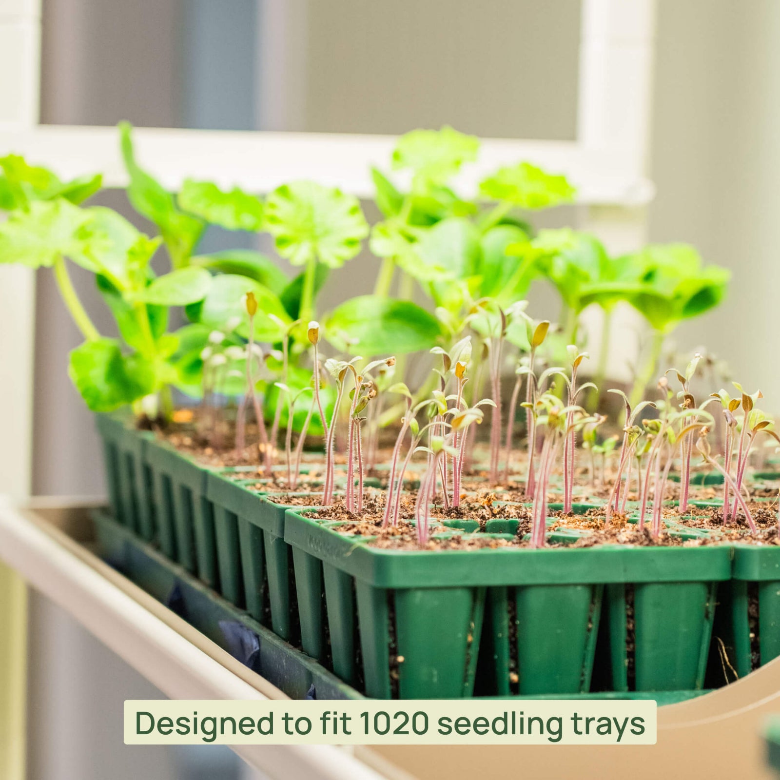 1020 seedling trays with young plants  shown sitting on one of the shelves of the 2 Tier Grow Light Garden.