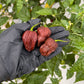 Three of Pepper Joe's  7 Pot Douglah Peppers in black gloved hand used to display pepper seeds for sale