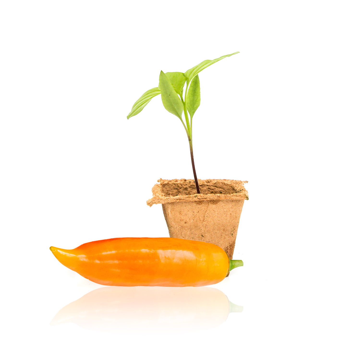 Plantas de chile ají amarillo