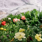 close up of colorful flowers with white shade cloth covering the crop