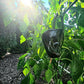 Ancho Poblano Pepper ripened, shining in the sun in the garden. Used to display pepper seeds for sale. 