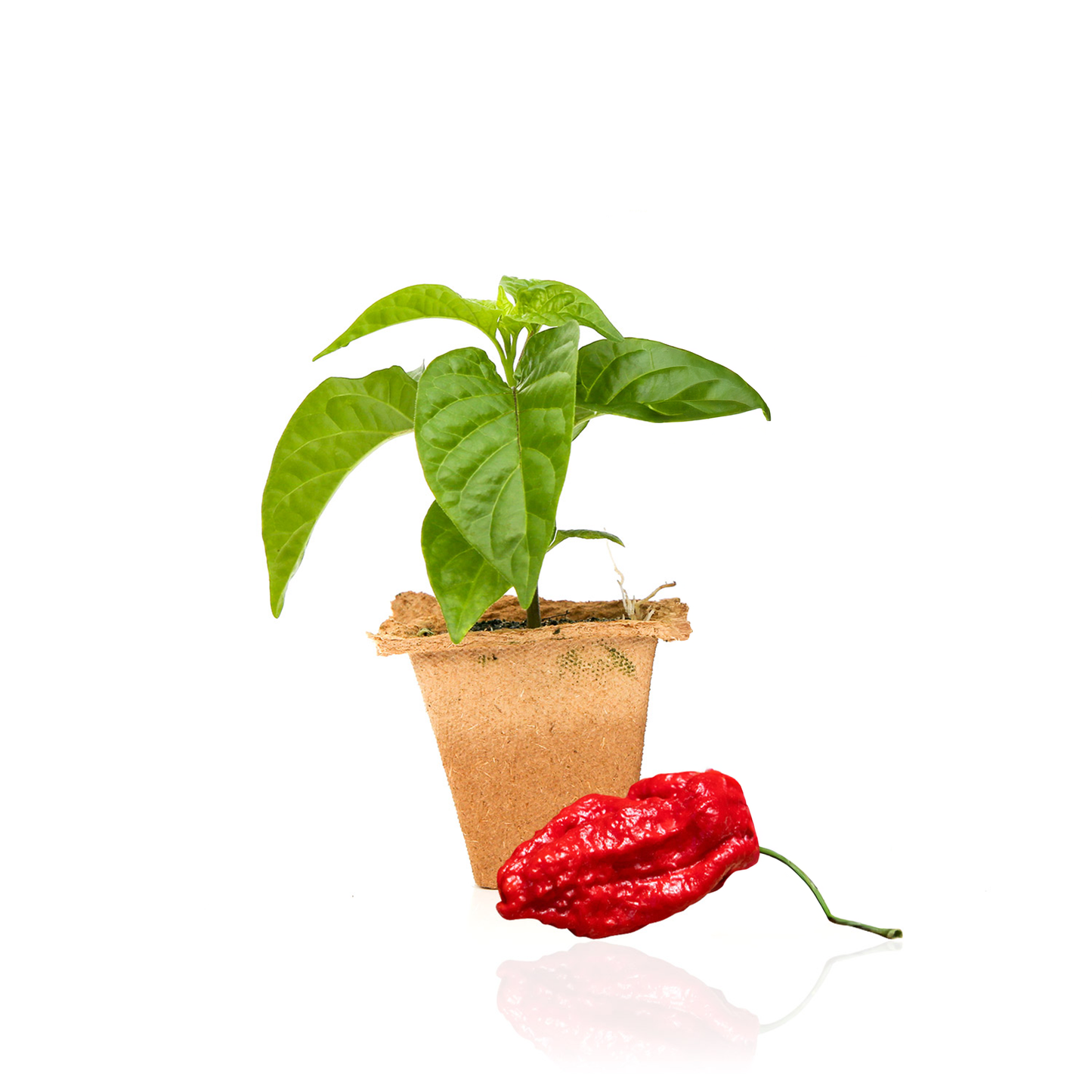Plantas de pimienta escorpión del Apocalipsis