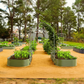 Arched trellis system with planters containing three pepper plants each