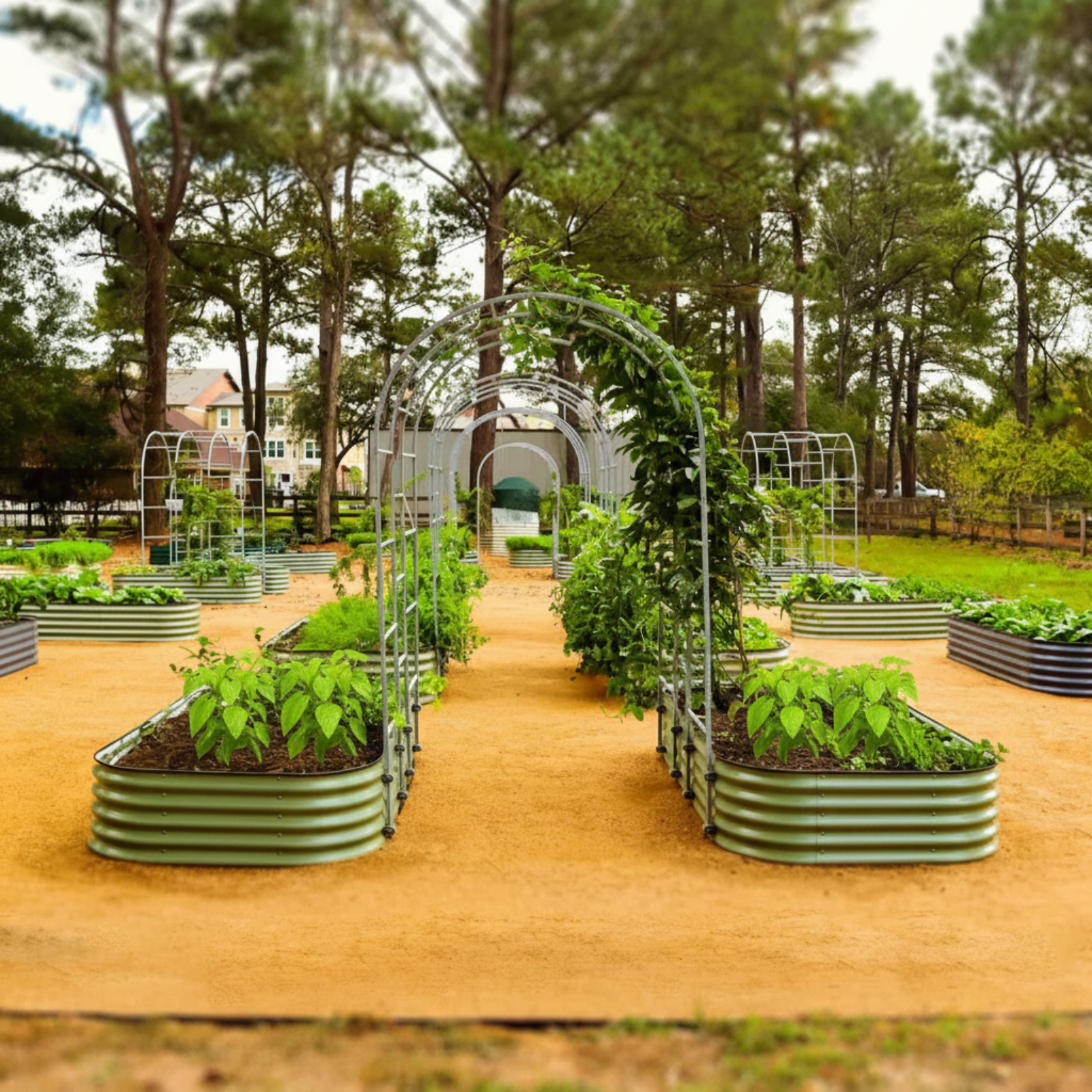 Arched trellis system with planters containing three pepper plants each