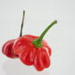 Two Brazilian Starfish Peppers on White