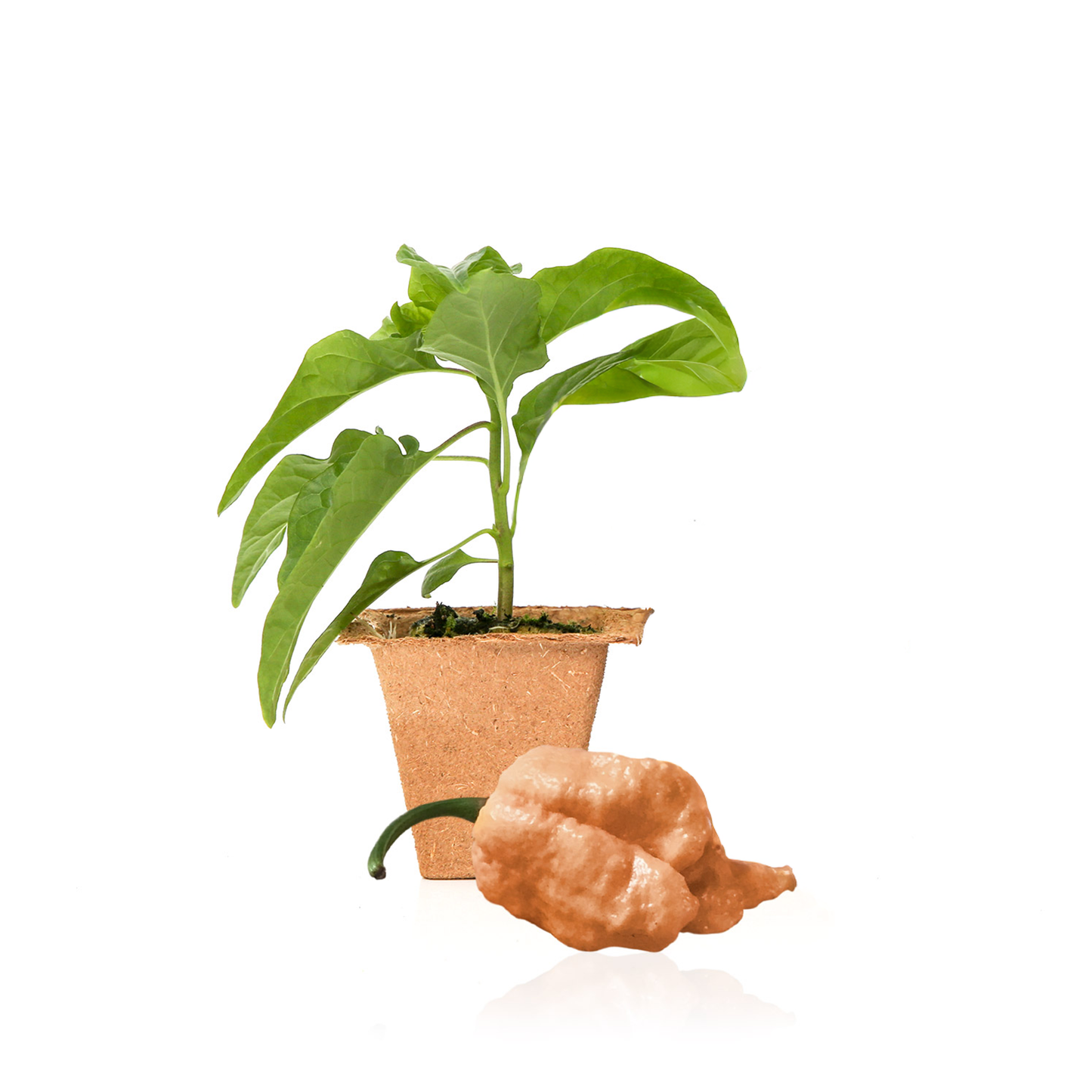 Plantas de pimiento Peach Reaper