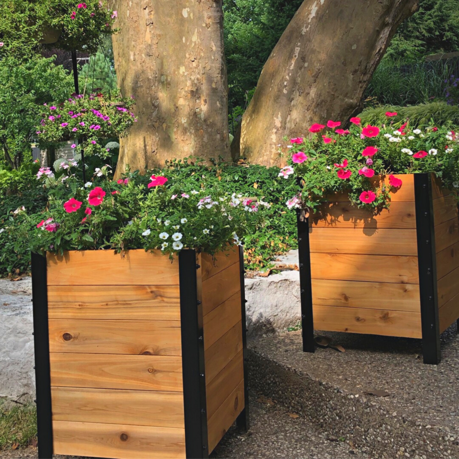 Two Cedar Planters 18x18 inch planter boxes with small plants in a backyard setting