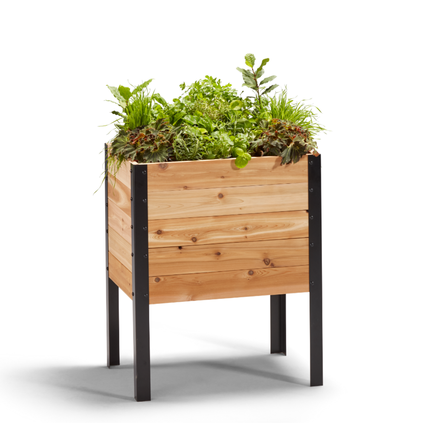 Cedar Planters 18x24 inch raised garden bed 30 inches tall filled with colorful plants on white background 