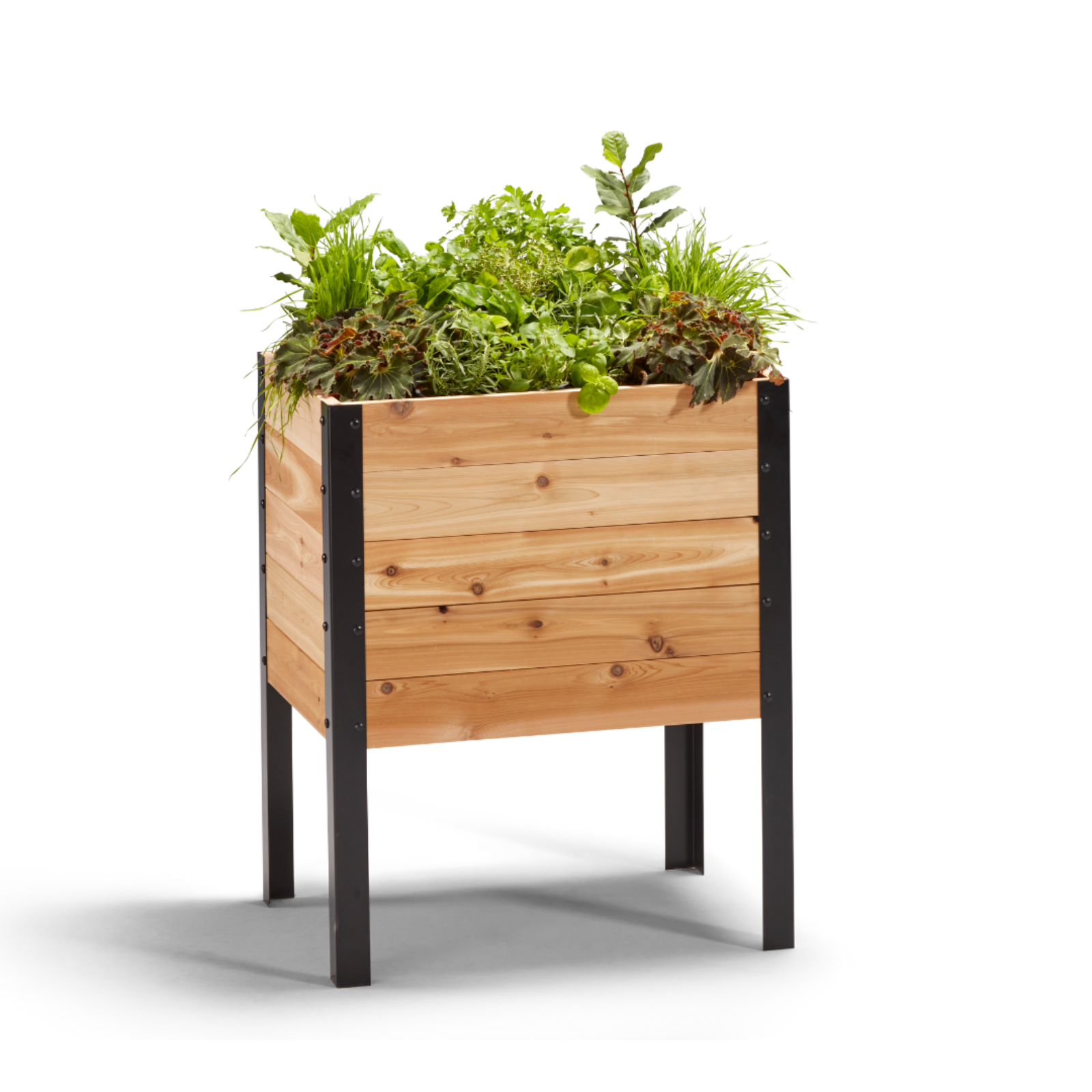 Cedar Planters 18x24 inch raised garden bed 30 inches tall filled with colorful plants on white background 