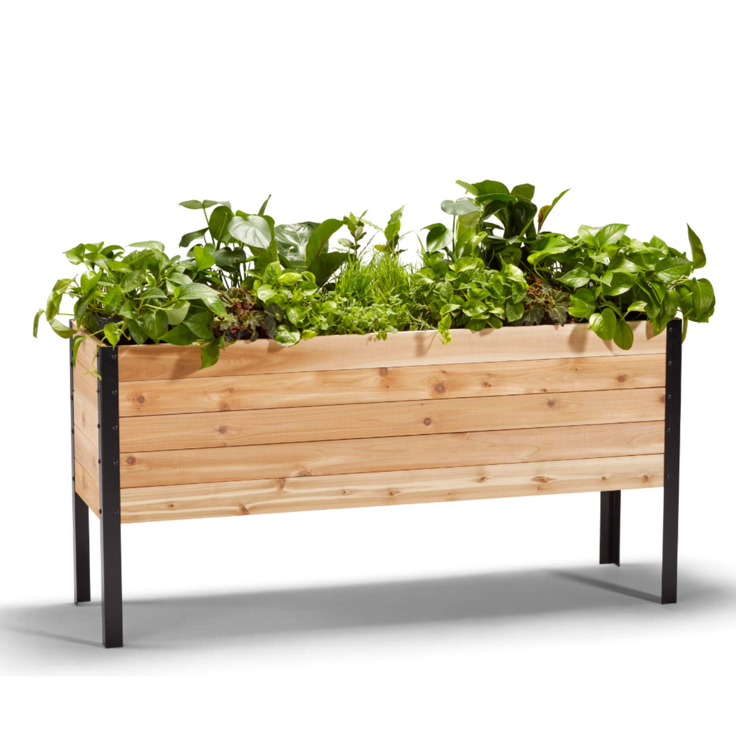 Cedar Planters 18x60 inch raised garden bed 30 inches tall filled with colorful plants on white background 
