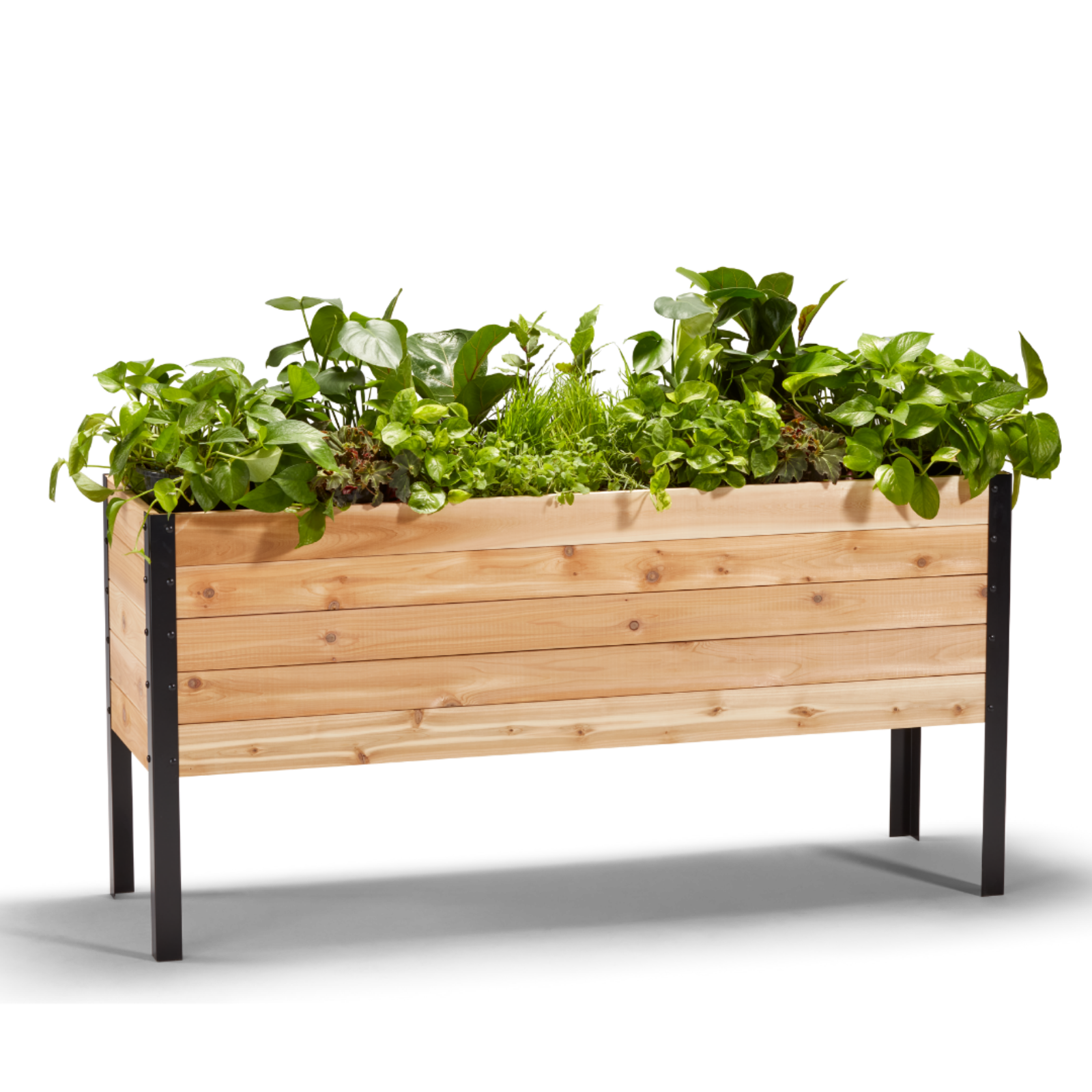 Cedar Planters 18x60 inch raised garden bed 30 inches tall filled with colorful plants on white background 
