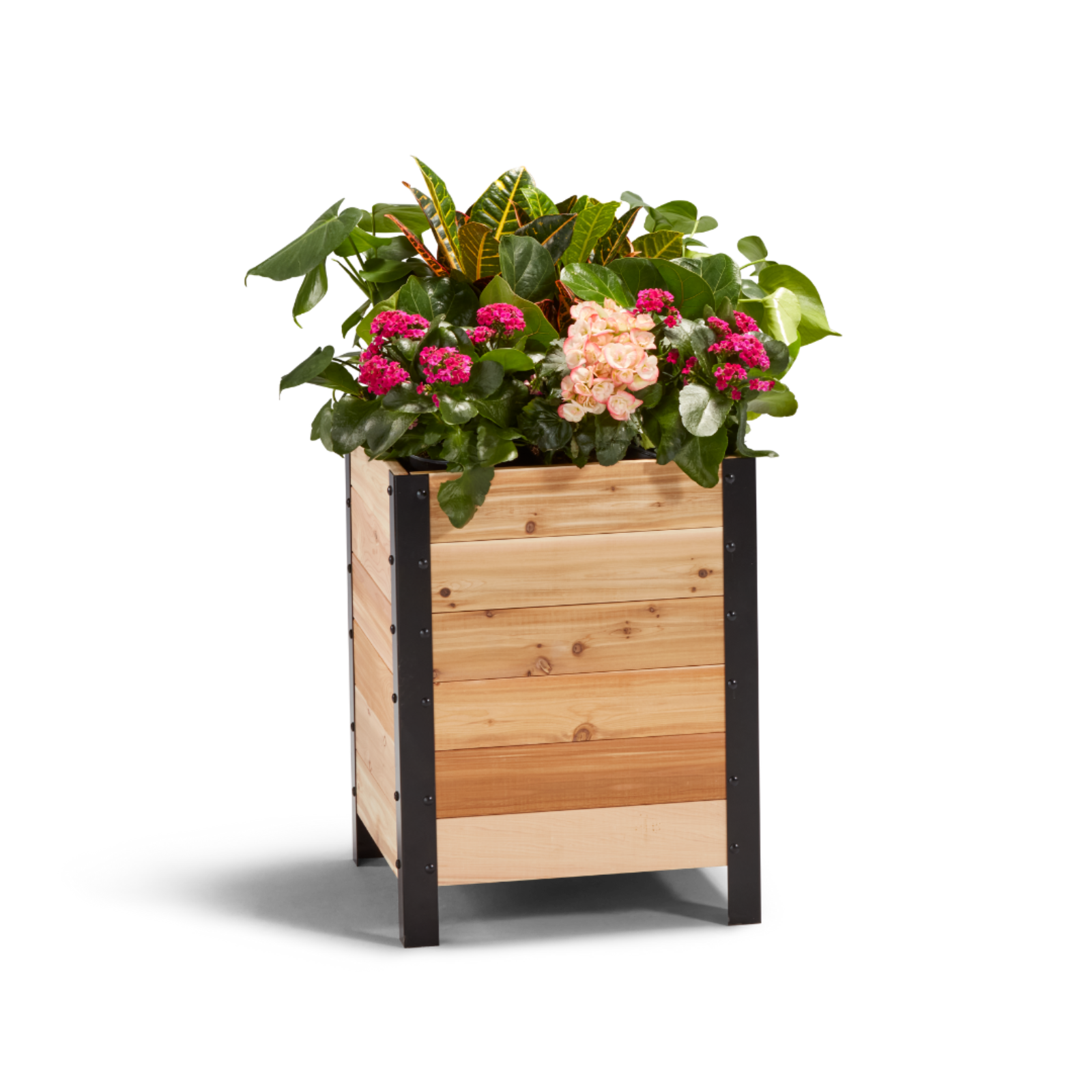 Cedar Planters 18x18 inch planter box 24 inches tall filled with colorful plants on white background 