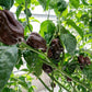 Chocolate Habanero Peppers - brown habanero pepper growing on plant in greenhouse used to display pepper seeds for sale
