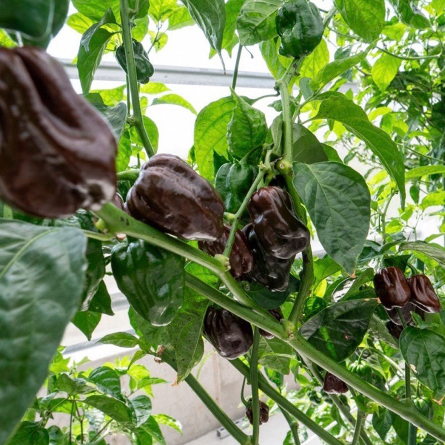 Chocolate Habanero Peppers - brown habanero pepper growing on plant in greenhouse used to display pepper seeds for sale
