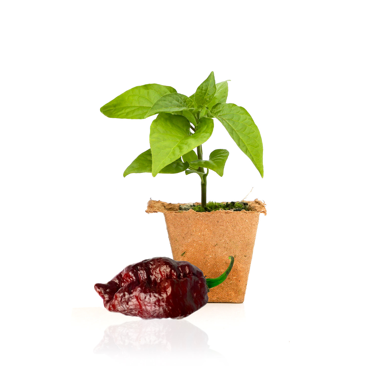 Plantas de pimienta chocolate Bhutlah