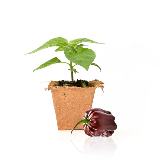 Chocolate Habanero Pepper Plants