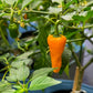 Yellow Datil Pepper growing on plant in greenhouse used to display pepper seeds for sale