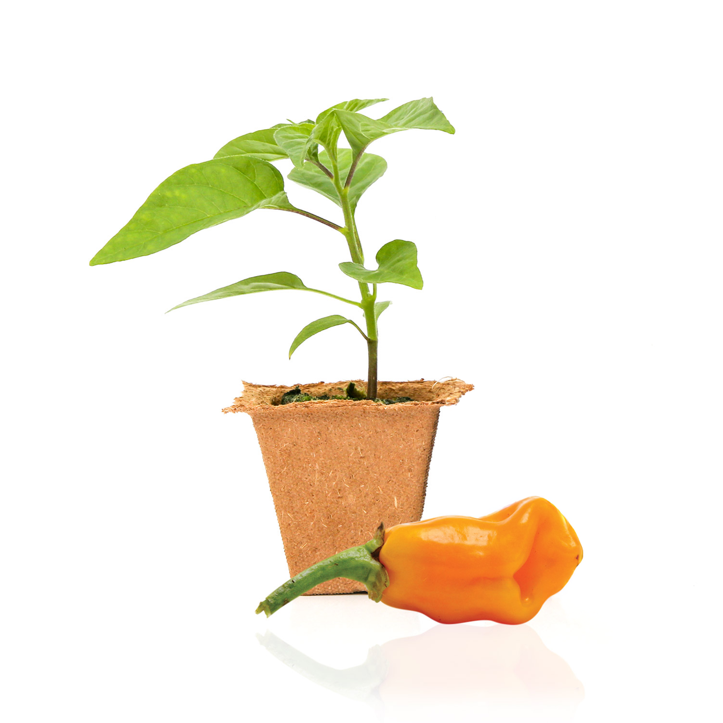 Plantas de pimiento datil