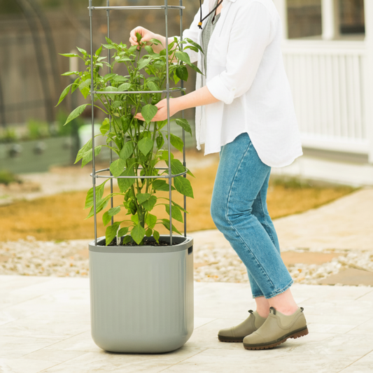 EZ Self-watering planter with pepper plant and trellis with a person tending to the plant in an outdoor setting. 