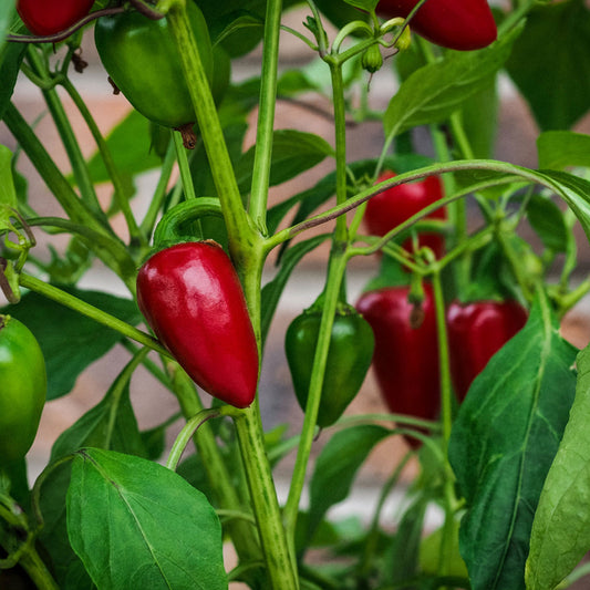 Jalapeno Pepper - Early Seeds