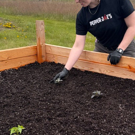 Pepper Joe's employee planting live pepper plants in raised garden bed