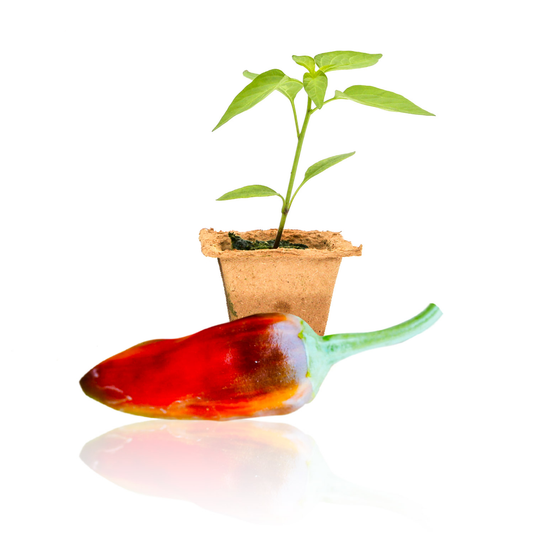 Fish Pepper Plants