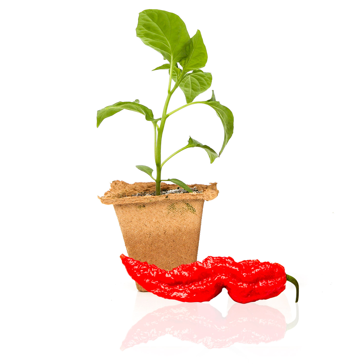Plantas de chile fantasma