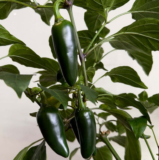 Semillas de chile jalapeño gigante de Pepper Joe