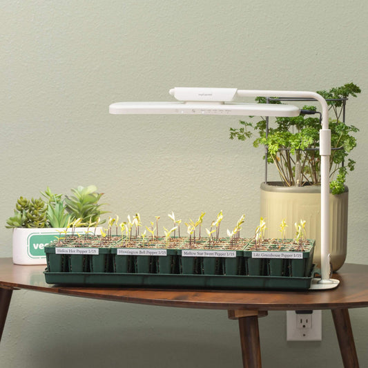 Seedling tray with young pepper seedlings under the grow light stand on a wooden table.