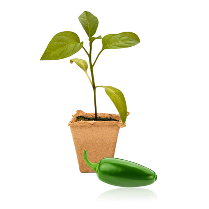 Plantas de chile jalapeño de Pepper Joe