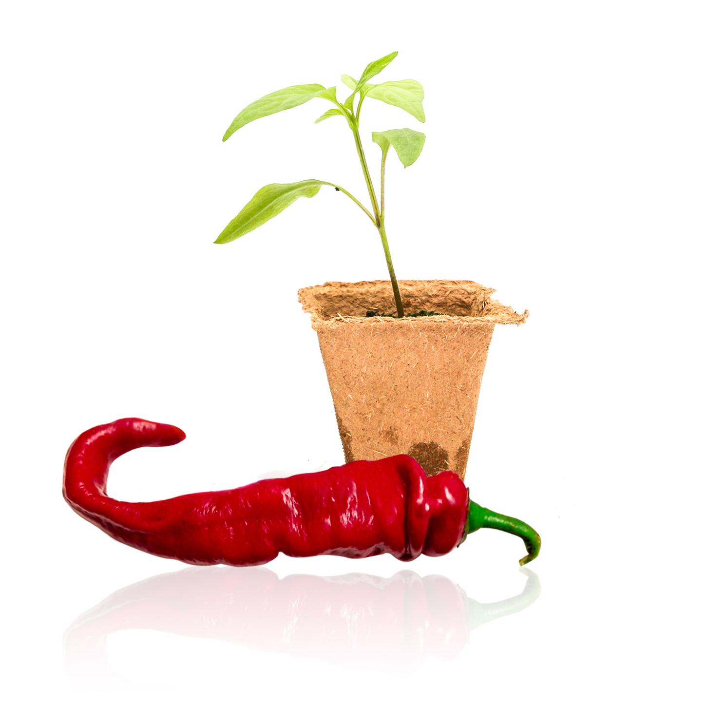 Plántulas de pimiento Jimmy Nardello