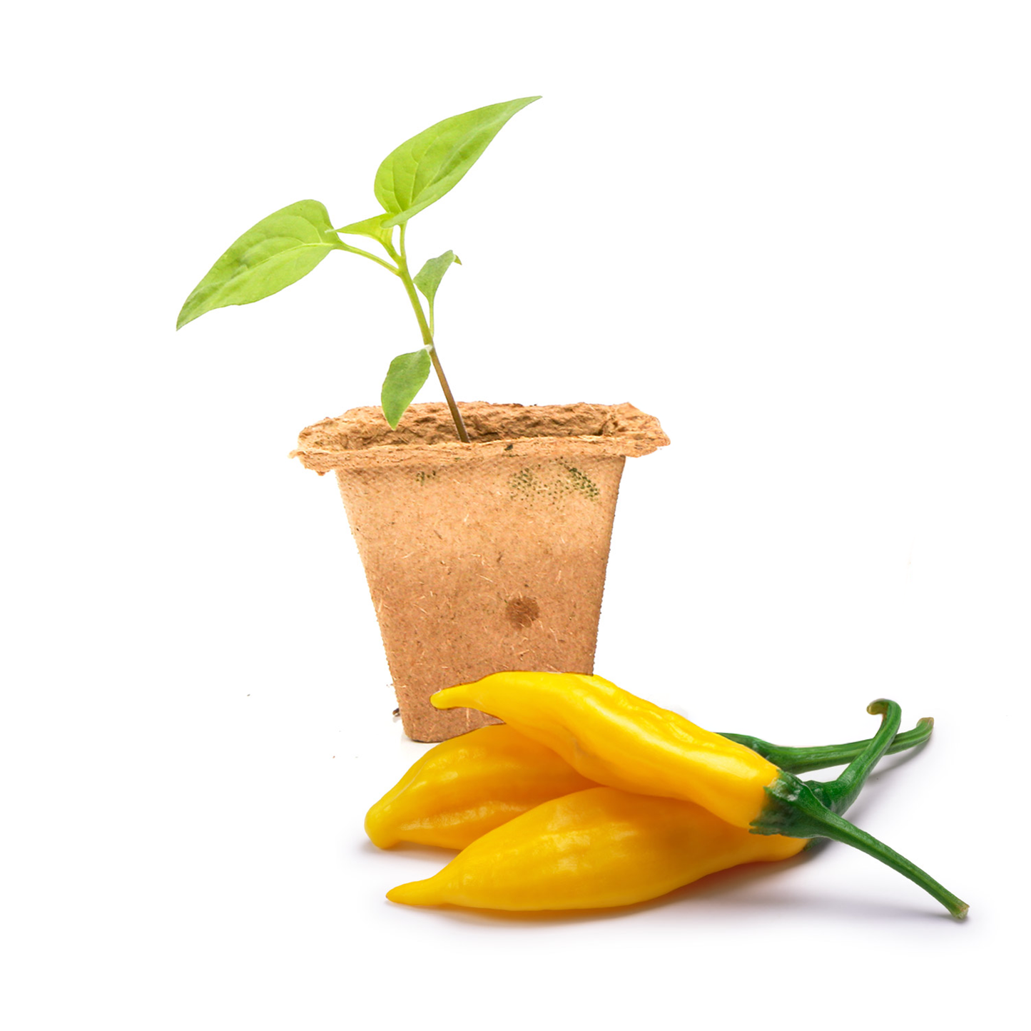 Plántulas de planta de pimiento Lemon Drop