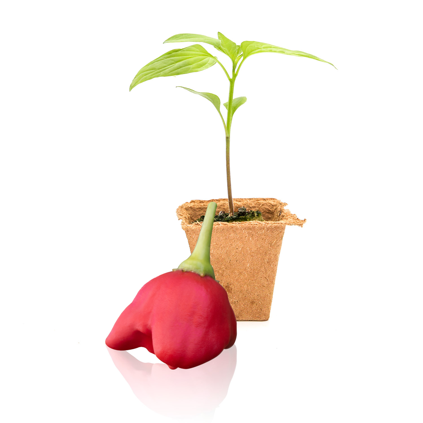 Plantas de pimiento del Sombrerero Loco